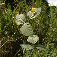 Vigna umbellata (Thunb.) Ohwi & H.Ohashi